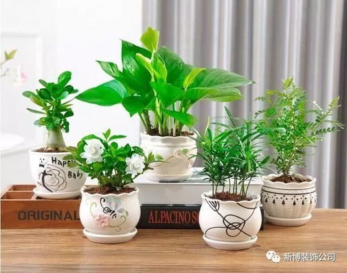 银边吊兰垂坠如帘，那独特的银边