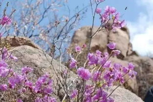 毛鹃的文化意义