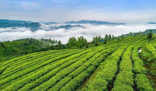 贵州茶园禁用农药多到数不过来