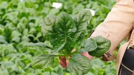 病虫害，要及时防治