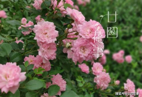 地域限定表：南北方播种红宝书