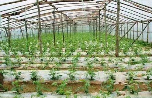 按作用途径分类