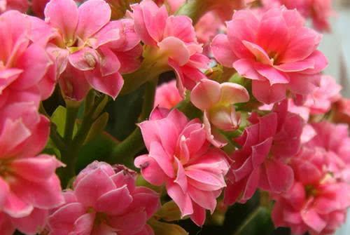 花卉冷知识：啤酒水喷一喷，茶花蕾儿冒出来