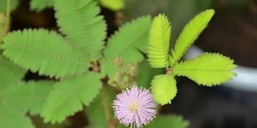 含羞草有毒吗？如何正确养护含羞草以避免中毒风险