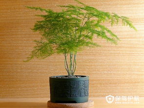 文竹繁殖时播种和分株两种方法分别有哪些具体步骤和注意事项
