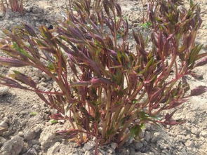 芍药种植过程中，可以使用除草剂来控制杂草生长吗？