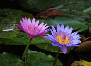 春天的睡莲：美丽绽放的秘密