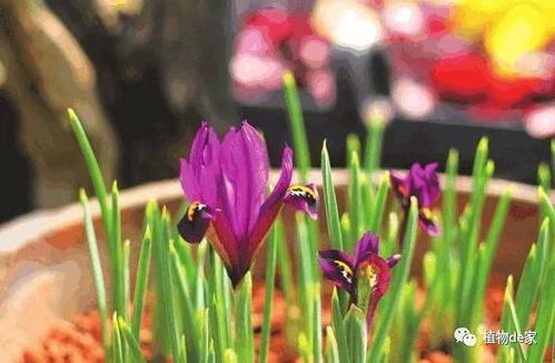 种鸢尾花的简单指南