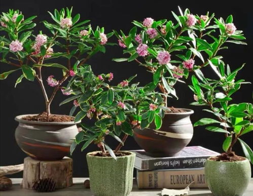甜蜜红木香花如何养护才能绽放更美