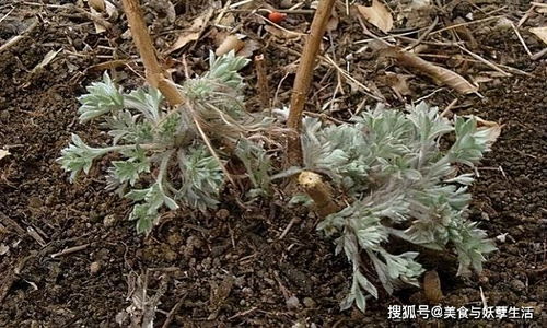 茵陈艾草如何辨？图解新手必看