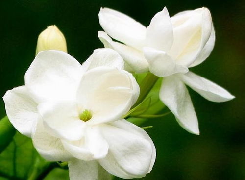 温室花卉， 增添生活色彩