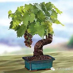 修剪：让葡萄生长梗旺盛