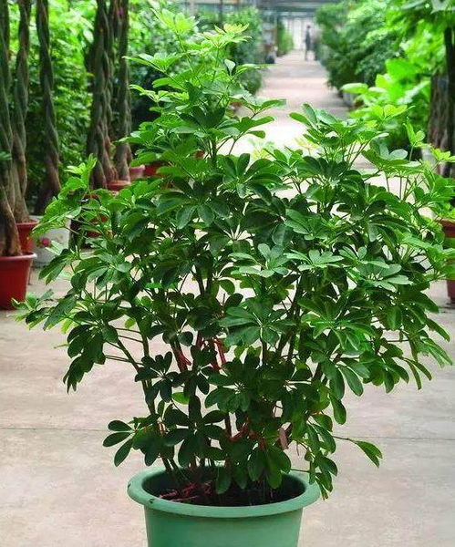 火焰木养殖技巧，花中瑰宝功效强