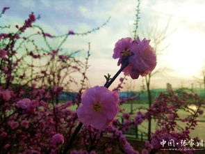 牵牛花语：故乡情牵，花开满园