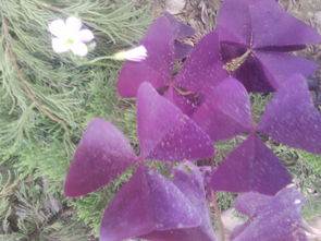 马路边的常见花卉