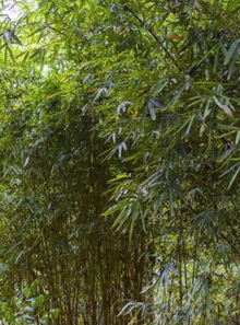 琴丝竹：观赏价值高