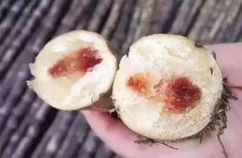 发霉的天麻还能食用吗？了解其发霉原因及处理方法