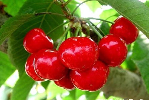 误区三：使用膨大剂的樱桃就是不健康的