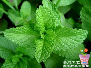 薄荷夏季养护全攻略中，如何避免薄荷在高温天气下枯萎