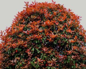 品种丰富， 价格亲民，南阳基地不容错过