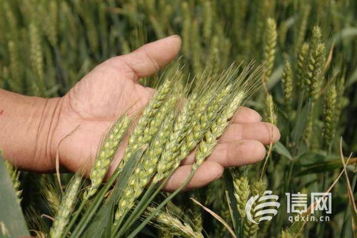 灯心草：观赏与实用并重
