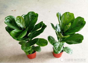 发财树白斑处理：剪除病叶