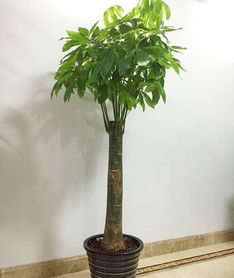 发财树养殖方法有哪些？种植技巧包括哪些