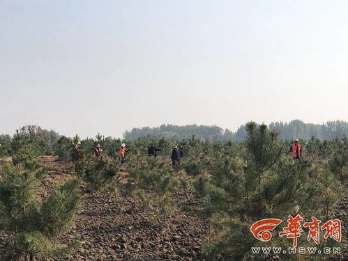 重点说说麦冬， 简直是林下种植的六边形战士