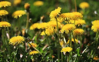 除虫菊：既实用又美观