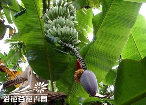 芭蕉种植时如何根据不同土壤和气候条件选择合适的养殖方法和养护技巧