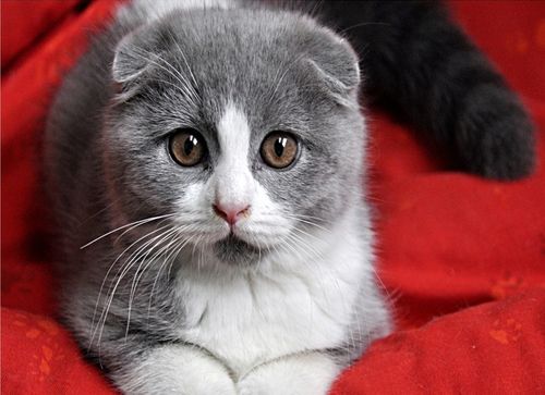 猫咪舔到阿维菌素透皮溶液后该怎么办？