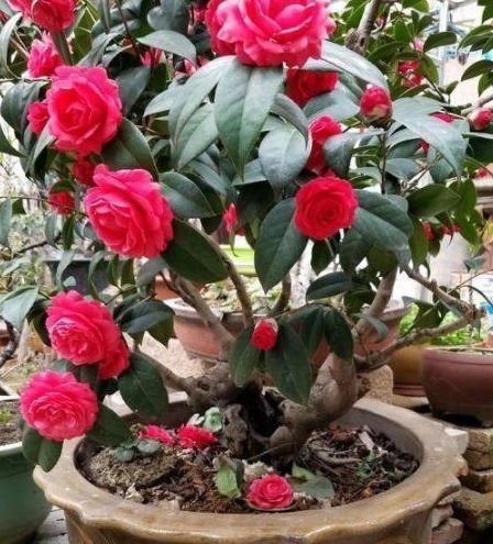 自制肥料也有效， 豆饼水、鱼骨粉等者阝是好选择