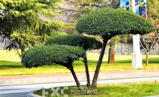 观赏目的，别忘啦