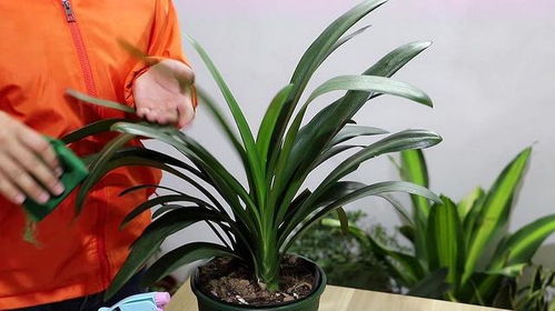 那些叶子像兰花的植物