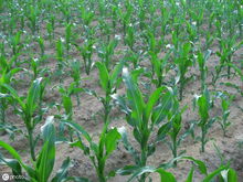 ② 观察植物生长状态