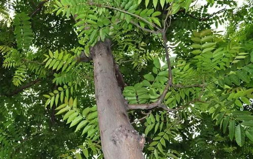 香椿树风水好？种在家里是吉祥之兆吗