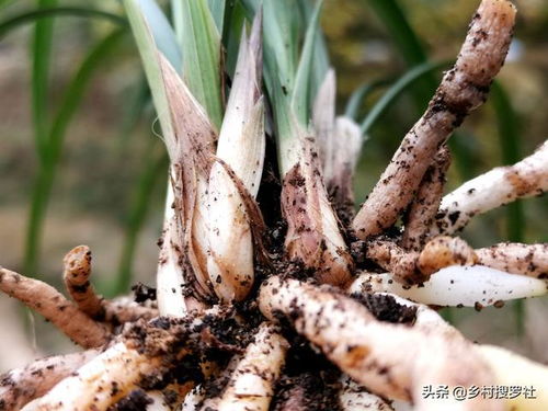 移植苗和换床苗：两种苗木成长的奥秘