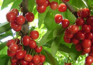 种植樱桃的注意事项