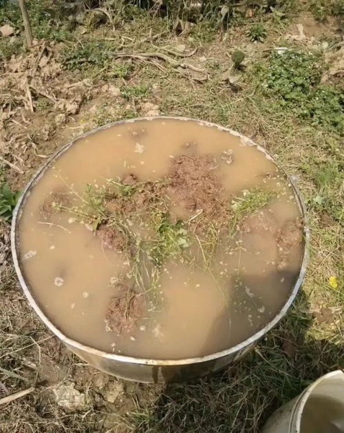 荷花种子如何种植？适合在池塘还是水缸里