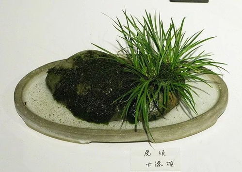 菖蒲的文化意义