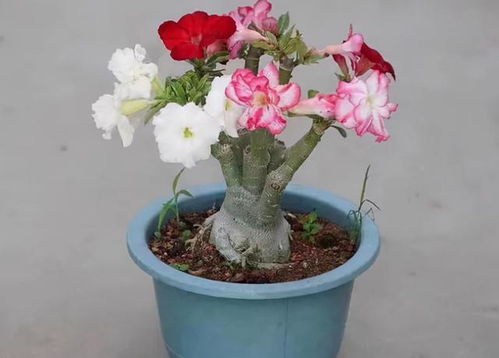 水养鲜切玫瑰花，这样做能让花开多久