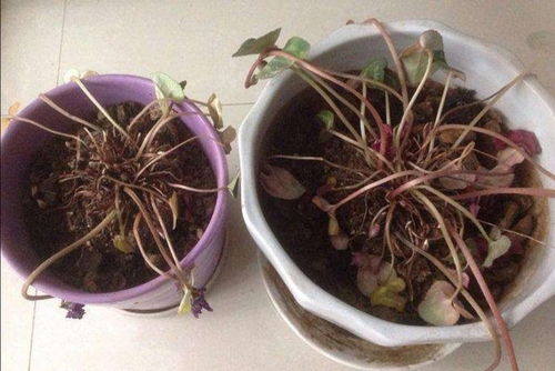 冬天里的油与花：意外的温暖