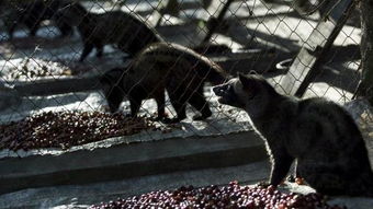 猫屎咖啡背后的农业奇迹