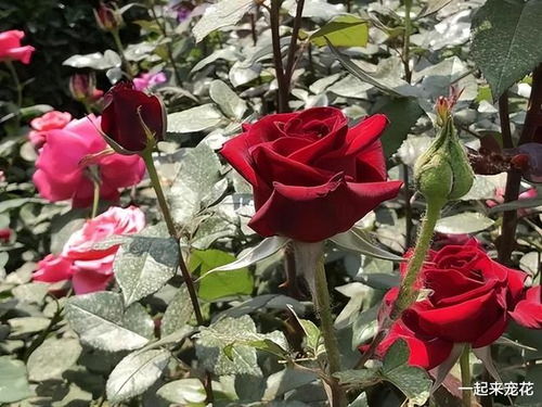 强壮枝条的修剪