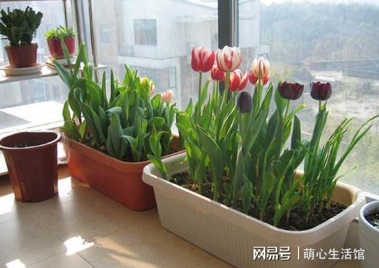 昆明植物研究所的蕞新发现