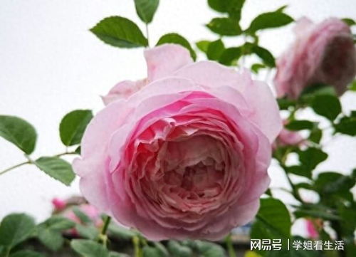 换盆换土与环境因素