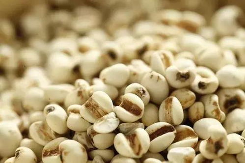 薏米亩产300斤还是1000斤嗯？新手种植薏米如何避免踩坑并实现高产？