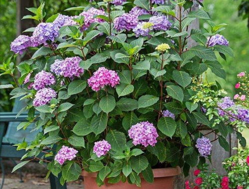 绣球花开完后修剪时机探讨