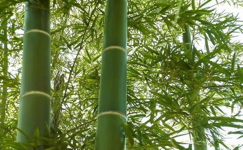 竹子的文化和象征意义