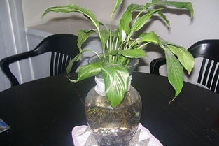 冬天门窗紧闭，花草放卧室真的会缺氧吗？